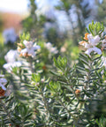 Coast Rosemary