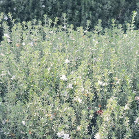 Coast Rosemary Westringia fruticosa