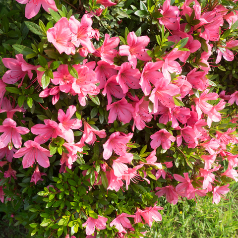 Flowering Shrubs