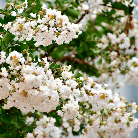 Flowering Trees