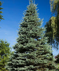 Colorado Blue Spruce