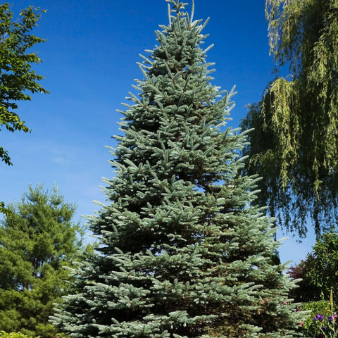 Colorado Blue Spruce