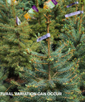 Colorado Blue Spruce