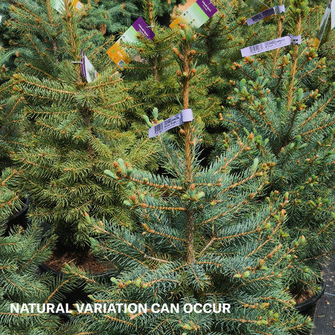 Colorado Blue Spruce