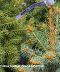 Colorado Blue Spruce