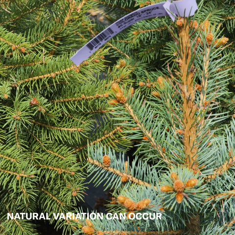 Colorado Blue Spruce