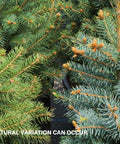 Colorado Blue Spruce