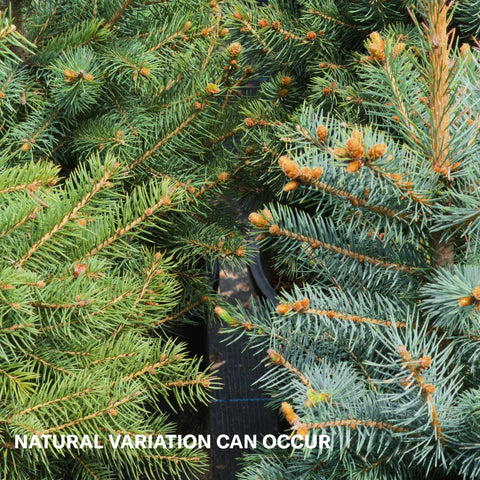 Colorado Blue Spruce