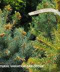 Colorado Blue Spruce