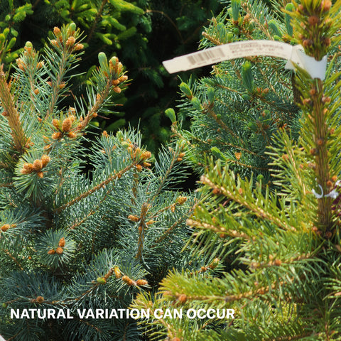 Colorado Blue Spruce