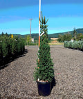 Columnar Norway Spruce