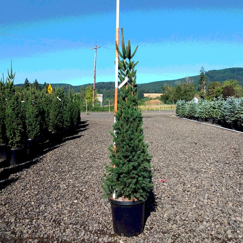 Columnar Norway Spruce