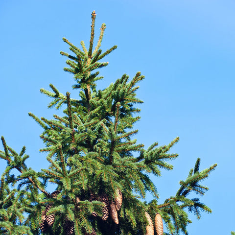 Columnar Norway Spruce