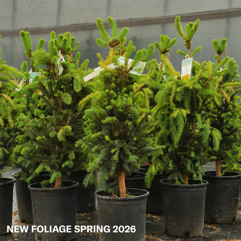 Columnar Norway Spruce