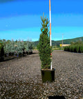 Columnar Norway Spruce