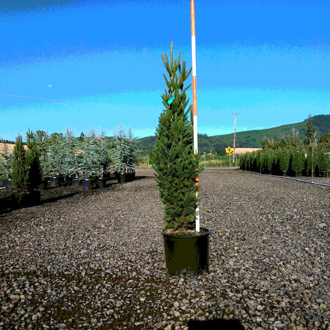 Columnar Norway Spruce