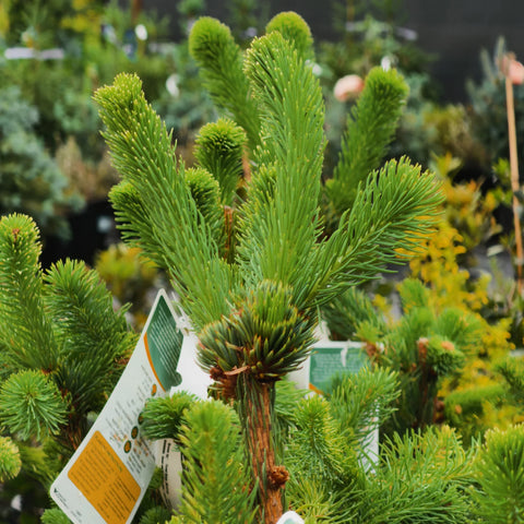 Columnar Norway Spruce