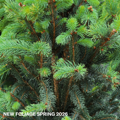 Columnar Norway Spruce