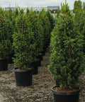 Columnar Norway Spruce