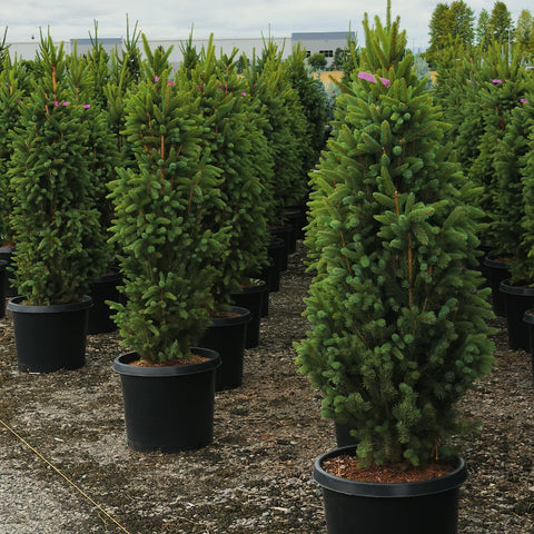 Columnar Norway Spruce