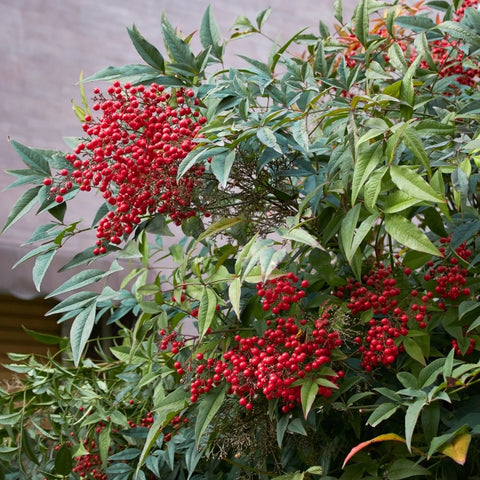 Compact Nandina