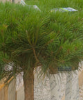 Compact Tanyosho Japanese Red Pine