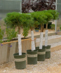 Compact Tanyosho Japanese Red Pine