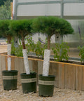 Compact Tanyosho Japanese Red Pine