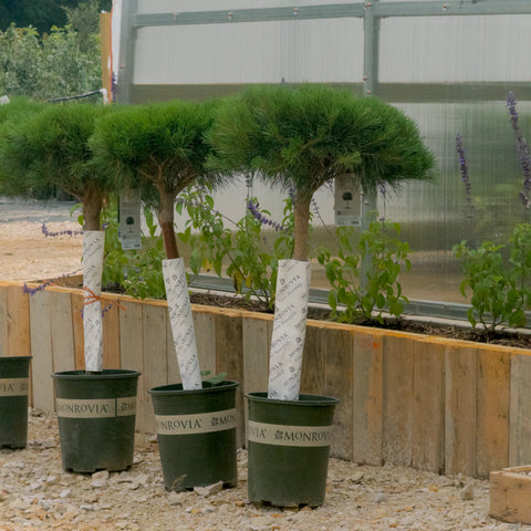 Compact Tanyosho Japanese Red Pine