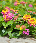 Confetti Spreading Lantana