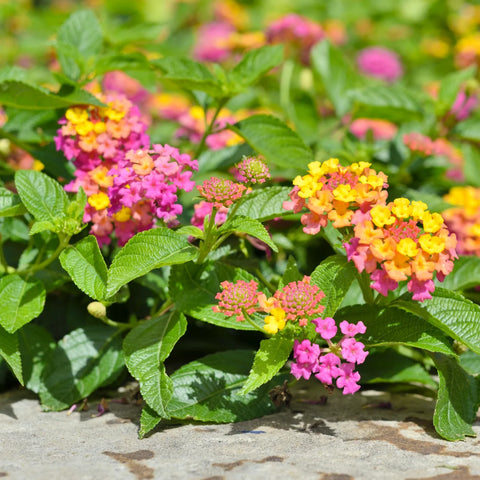 Confetti Spreading Lantana