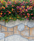 Confetti Spreading Lantana