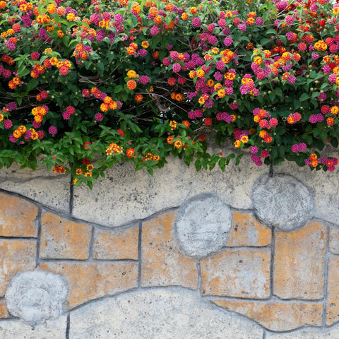 Confetti Spreading Lantana