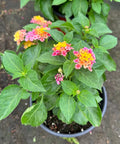 Confetti Spreading Lantana