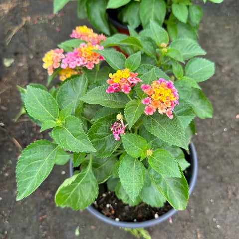 Confetti Spreading Lantana