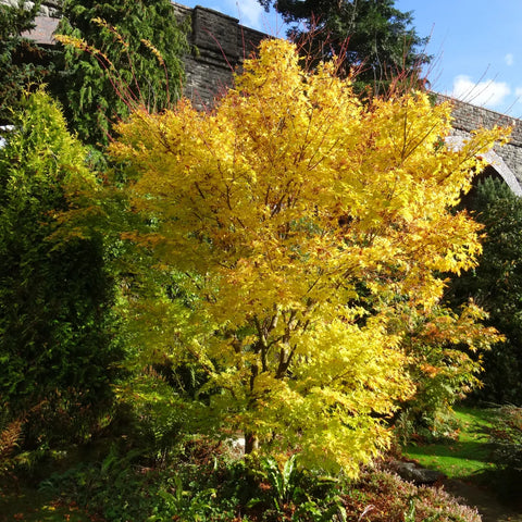 Coral Bark Japanese Maple