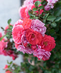 Coral Drift Rose