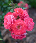 Coral Drift Rose