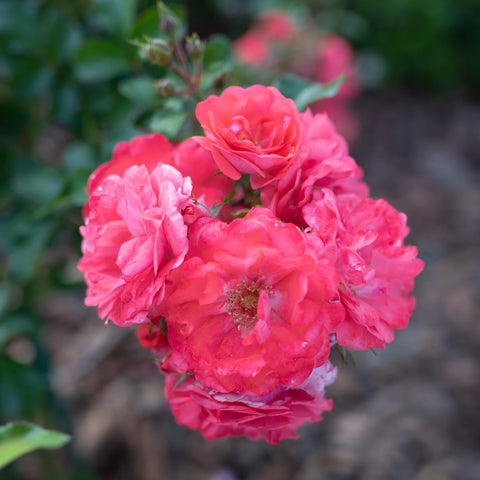 Coral Drift Rose