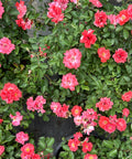 Coral Drift Rose