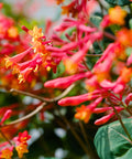 Coral Honeysuckle Vine