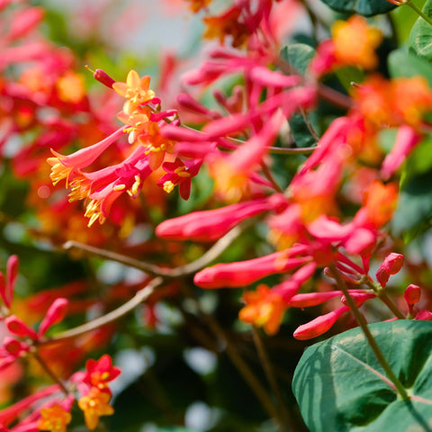 Coral Honeysuckle Vine