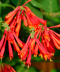 Coral Honeysuckle Vine