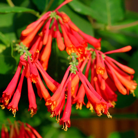 Coral Honeysuckle Vine