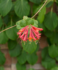 Coral Honeysuckle Vine