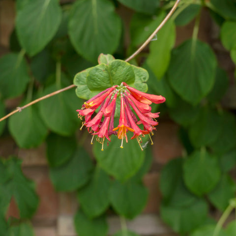 Coral Honeysuckle Vine