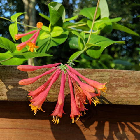 Coral Honeysuckle Vine