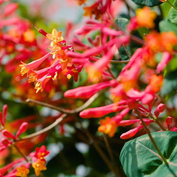 fertilizer for honeysuckle plants Coral Honeysuckle Vine | 5 gallon
