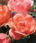 Coral Knock Out Rose Tree