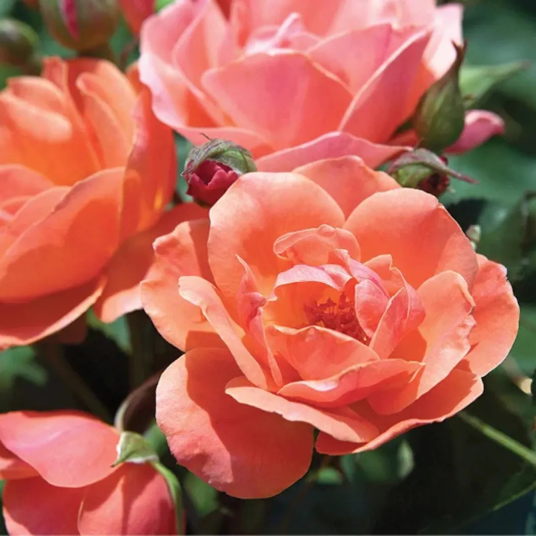Coral Knock Out® Rose Tree | Coral Rose Tree – Simply Trees